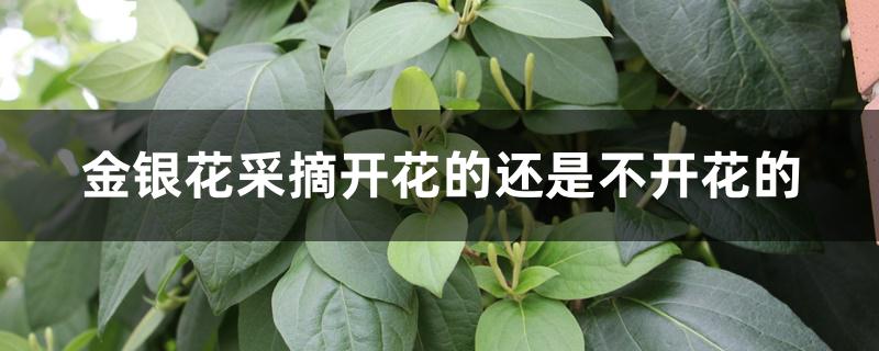 金银花采摘开花的还是不开花的