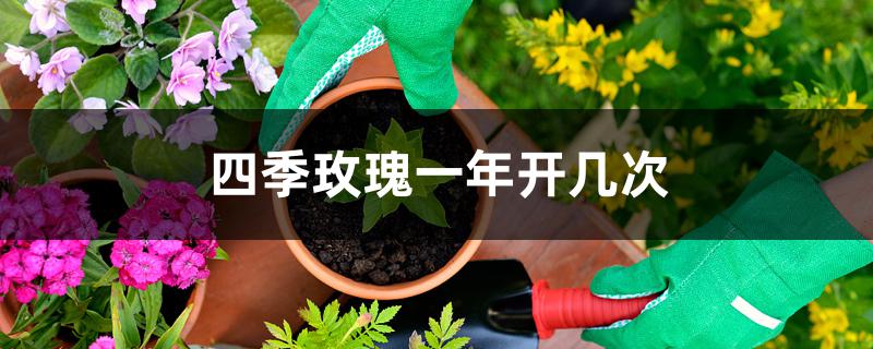 四季玫瑰一年开几次