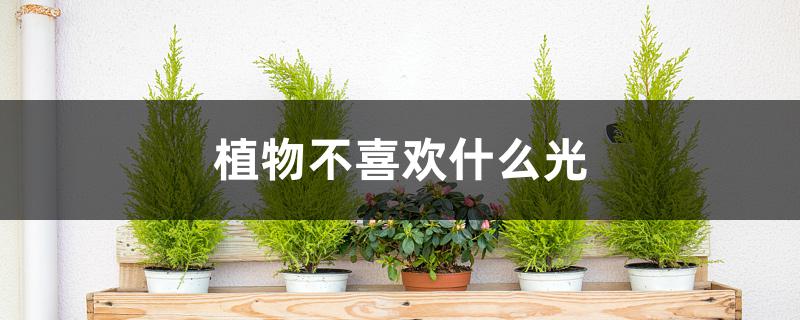 植物不喜欢什么光