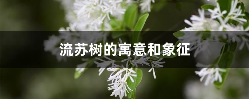 流苏树的寓意和象征