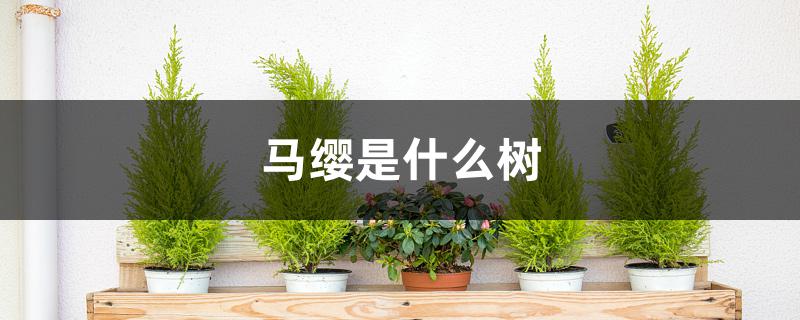 马缨是什么树