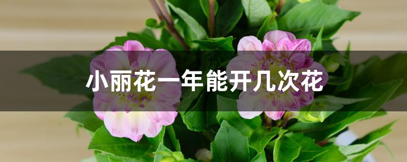 小丽花一年能开几次花