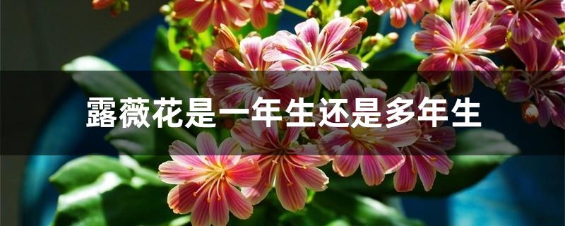 露薇花是一年生还是多年生