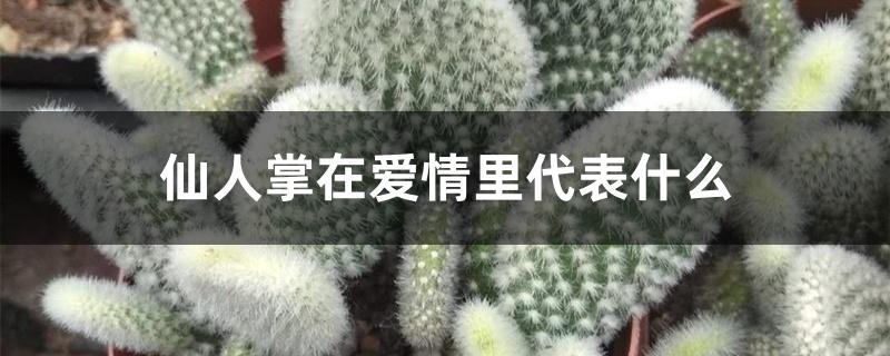 仙人掌在爱情里代表什么 仙人掌在爱情里代表什么