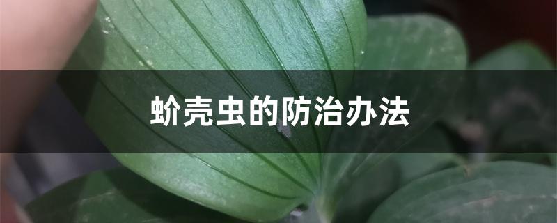 蚧壳虫的防治办法