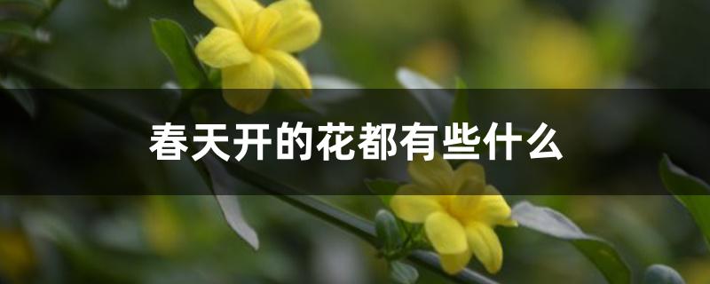 春天开的花都有些什么