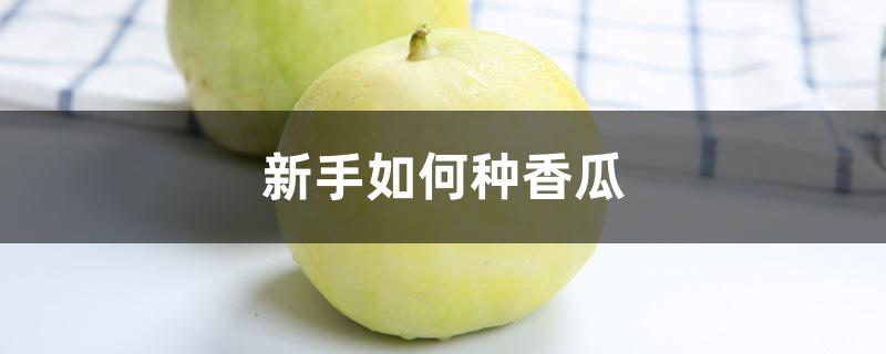 新手如何种香瓜 新手如何种香瓜