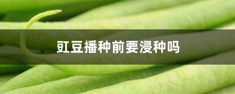 豇豆播种前要浸种吗