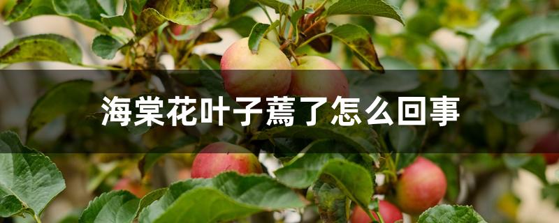 海棠花叶子蔫了怎么回事