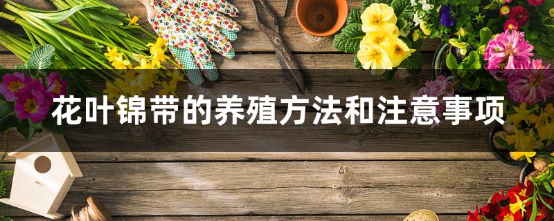 花叶锦带的养殖方法和注意事项 花叶锦带的养殖方法和注意事项