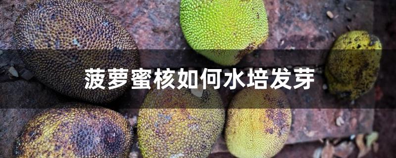 菠萝蜜核如何水培发芽