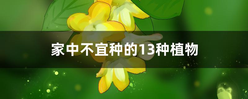 家中不宜种的13种植物