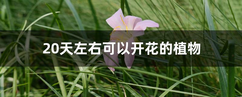 20天左右可以开花的植物 20天左右可以开花的植物