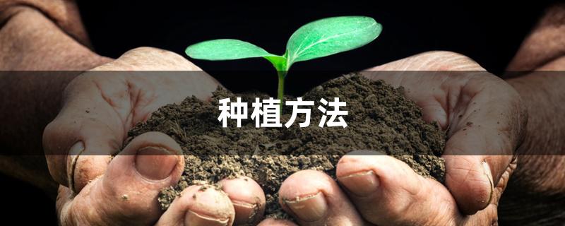 种植方法