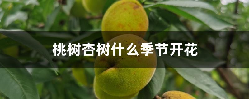 桃树杏树什么季节开花