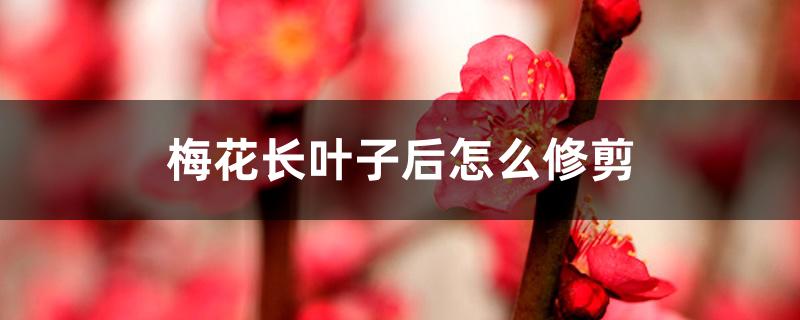梅花长叶子后怎么修剪 梅花长叶子后怎么修剪