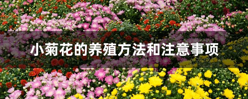 小菊花的养殖方法和注意事项