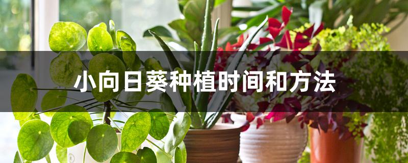 小向日葵种植时间和方法