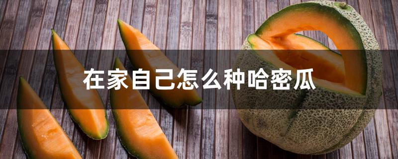在家自己怎么种哈密瓜