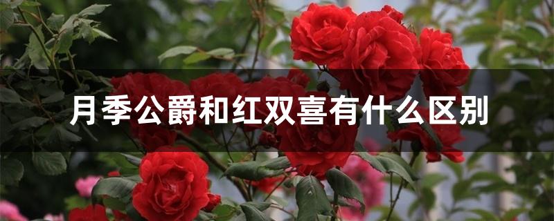 月季公爵和红双喜有什么区别