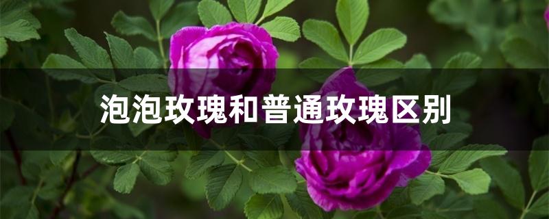 泡泡玫瑰和普通玫瑰区别