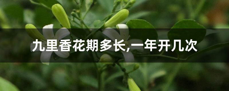 九里香花期多长,一年开几次