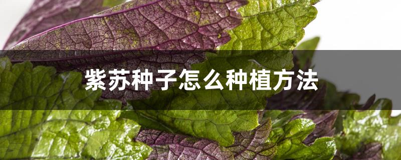 紫苏种子怎么种植方法