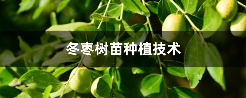 冬枣树苗种植技术