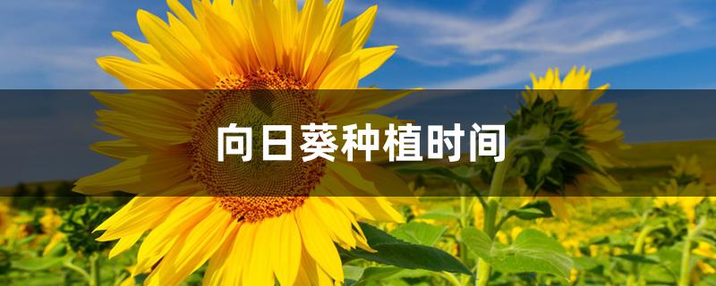 向日葵种植时间 向日葵种植时间