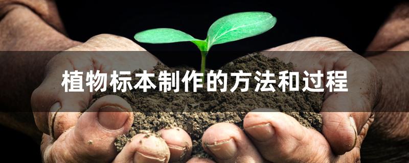 植物标本制作的方法和过程