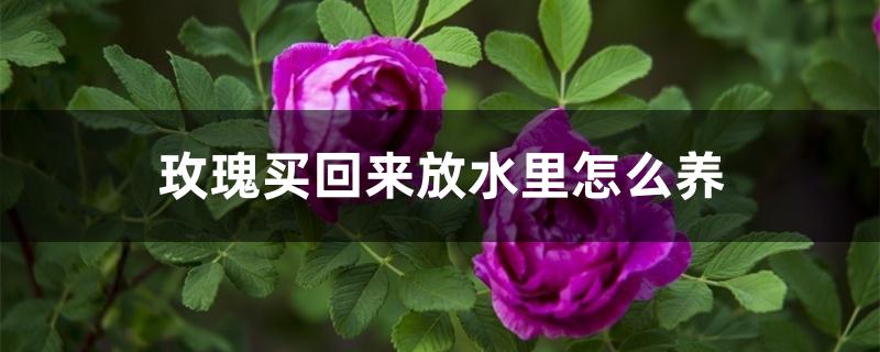 玫瑰买回来放水里怎么养