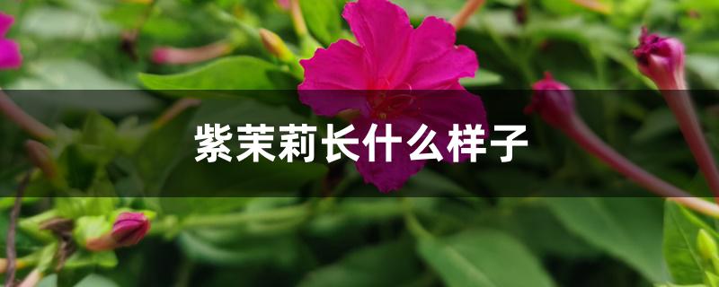 紫茉莉长什么样子