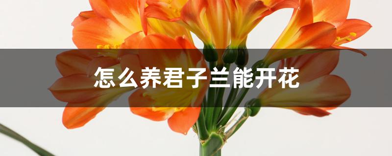 怎么养君子兰能开花