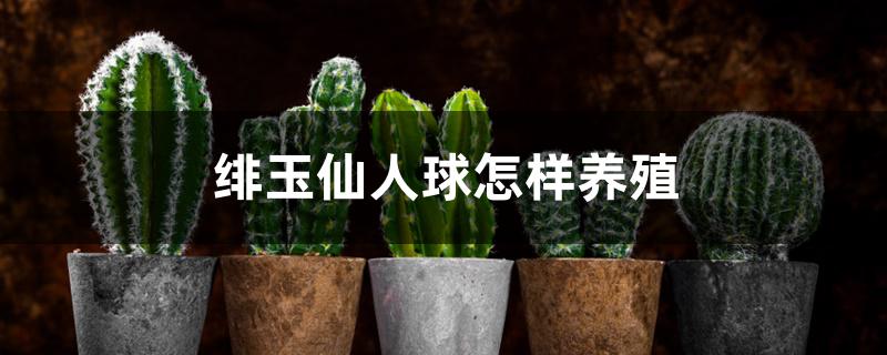 绯玉仙人球怎样养殖