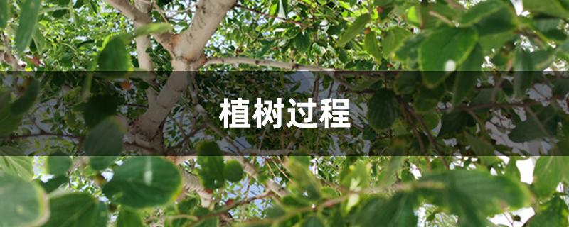 植树过程