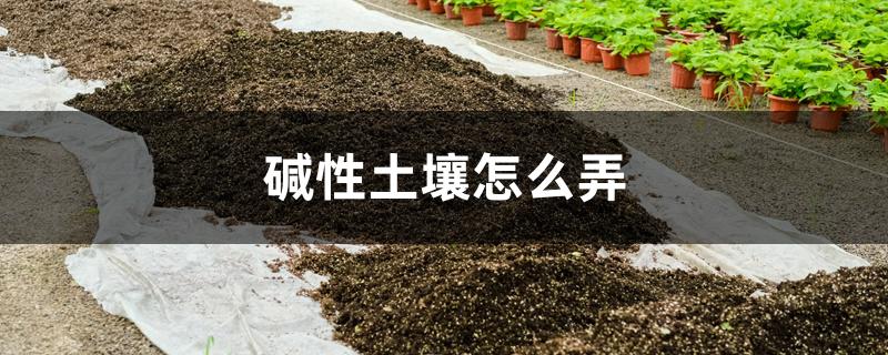 碱性土壤怎么弄 碱性土壤怎么弄