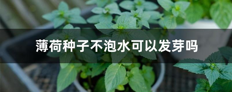 薄荷种子不泡水可以发芽吗