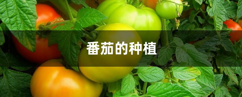 番茄的种植
