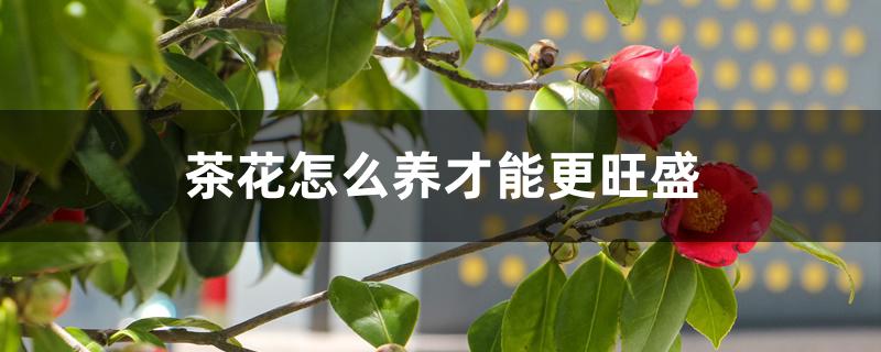 茶花怎么养才能更旺盛
