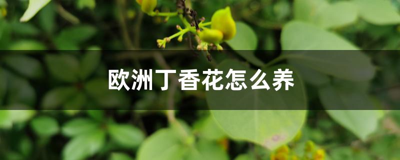 欧洲丁香花怎么养