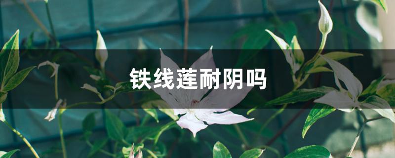 铁线莲耐阴吗