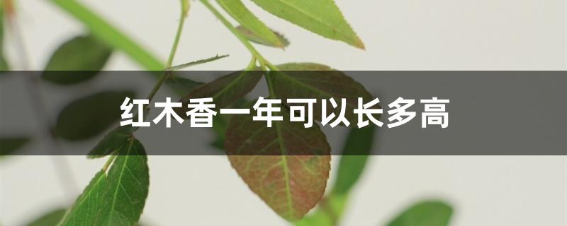 红木香一年可以长多高 红木香一年可以长多高