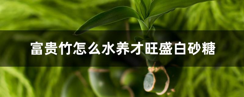 富贵竹怎么水养才旺盛白砂糖