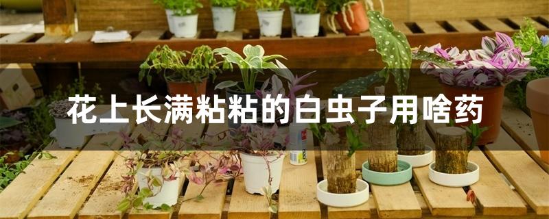 花上长满粘粘的白虫子用啥药