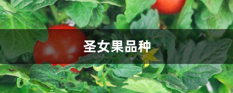 圣女果品种