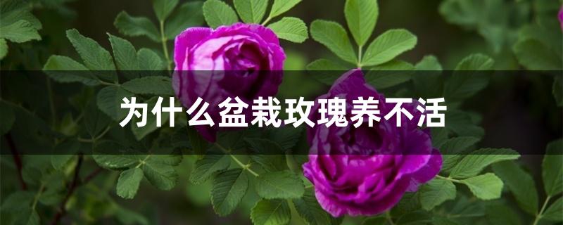 为什么盆栽玫瑰养不活