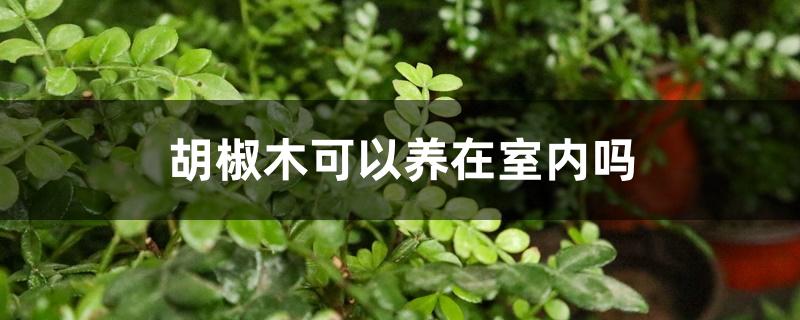 胡椒木可以养在室内吗
