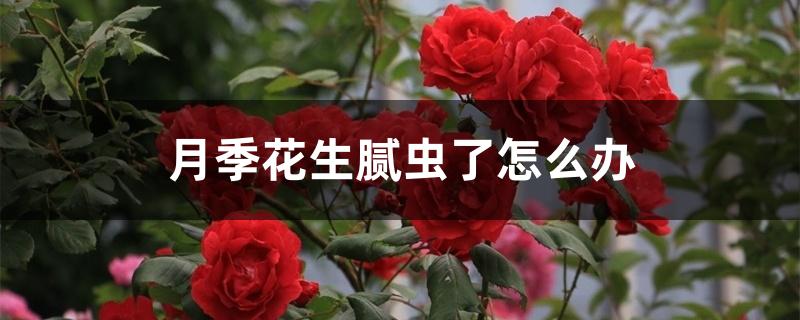 月季花生腻虫了怎么办