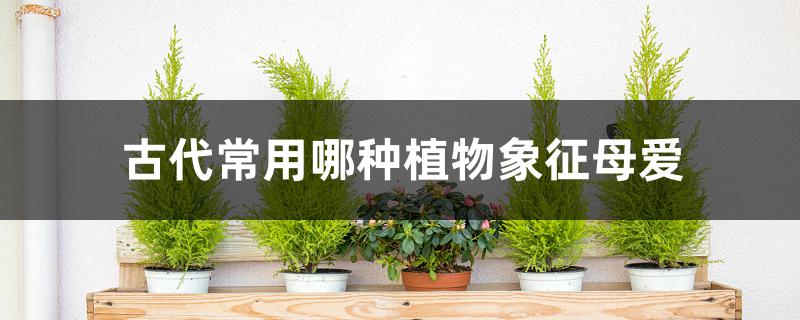 古代常用哪种植物象征母爱