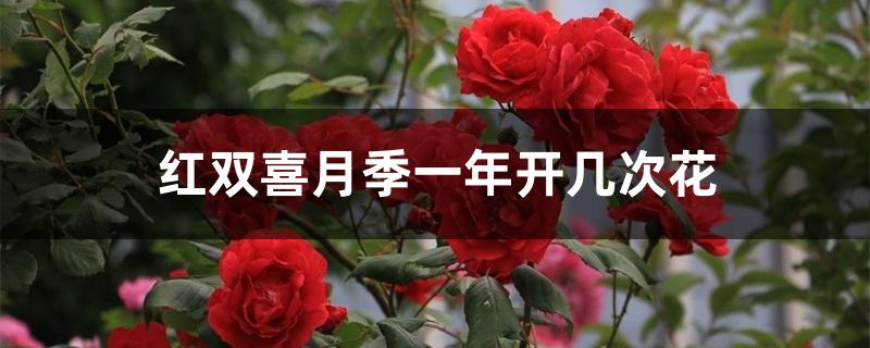 红双喜月季一年开几次花